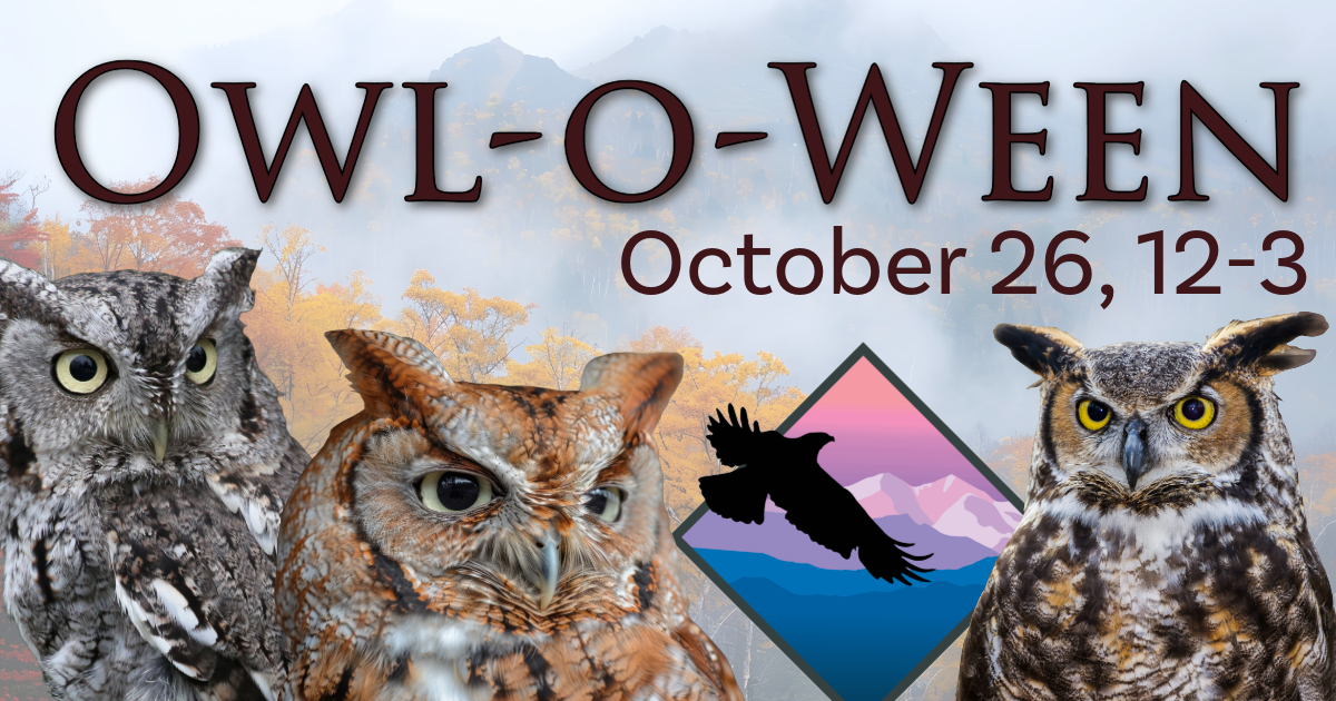 Image promoting an event called "Owl-o-Ween" on October 26 from 12-3. The background shows a mountain landscape with fall colors. Three owls are prominently featured in the foreground; one is gray, another is brown, and the third has piercing yellow eyes. A logo of a bird in flight with mountains in the background is also displayed.