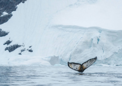 Magic and Beauty of Antarctica Highlighted at Global Village Museum