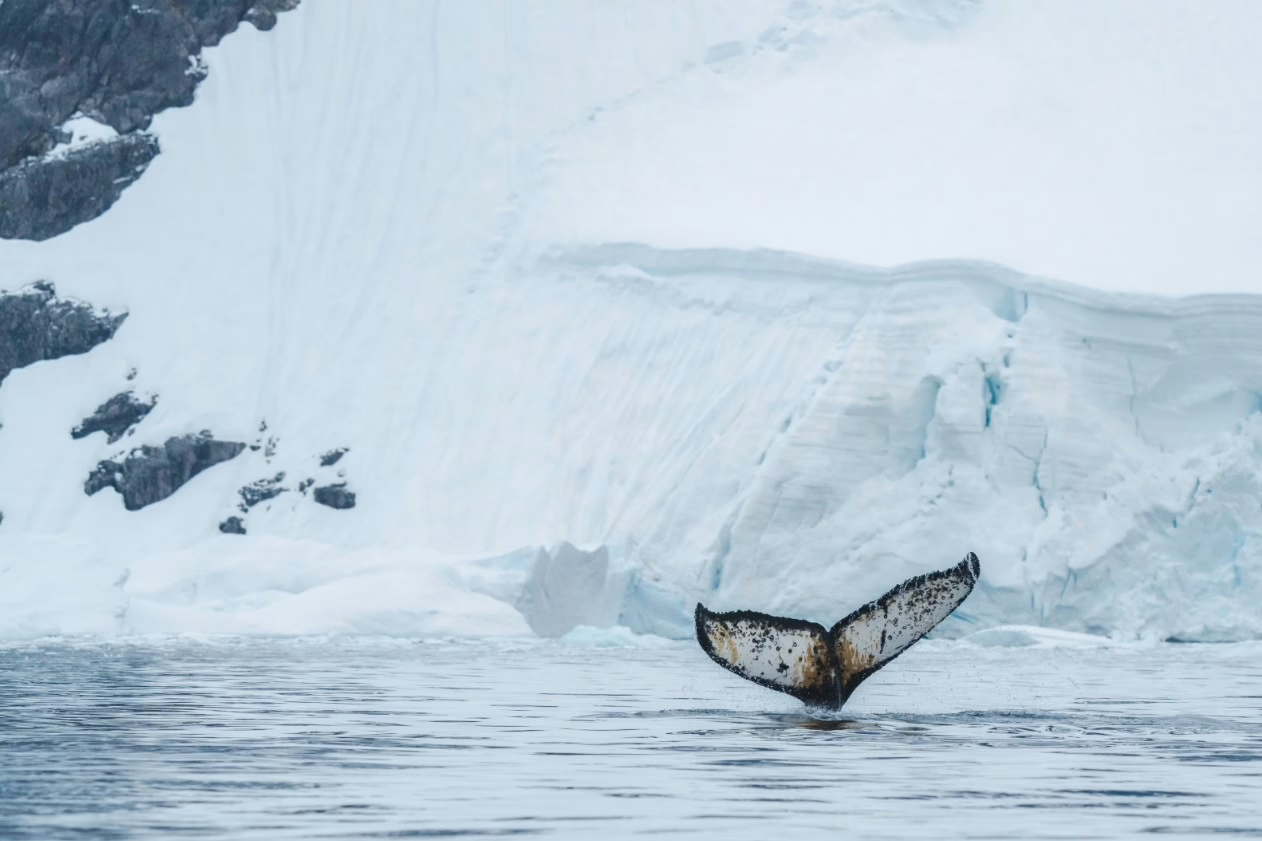 A whale's tail emerges from the icy water with a backdrop of towering white glaciers and rugged snow-covered cliffs.